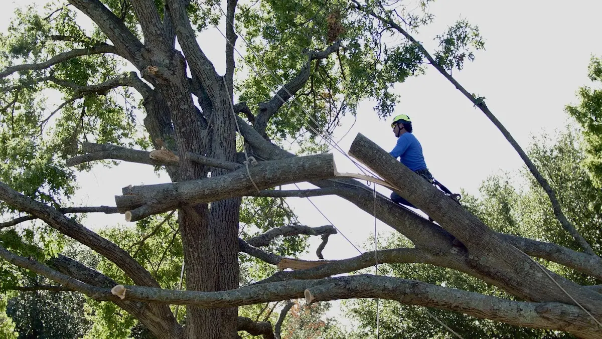 Professional Hazardous Tree Removal performed by certified arborists in Dilworth